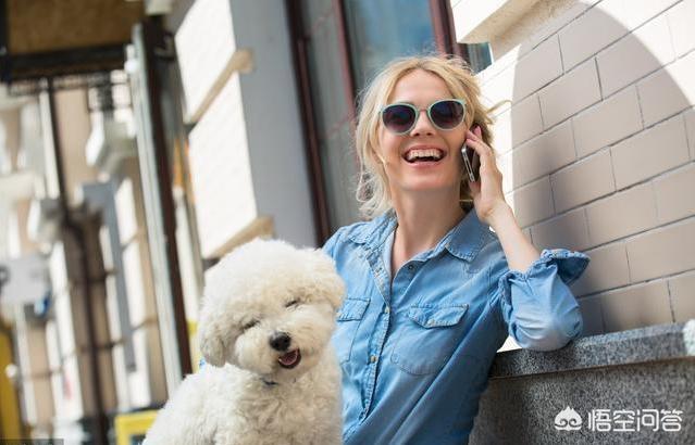 可爱的比熊犬图片:柯基、比熊、泰迪，哪个比较聪明好养呢？
