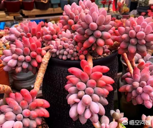 魔南景天夏季落叶怎么办:多肉的叶子一碰全掉了，是什么原因？