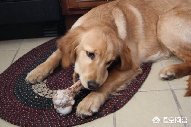 贵妇犬能吃葡萄吗:贵妇犬除了吃狗粮还能吃别的吗 泰迪犬不可以吃哪些水果？