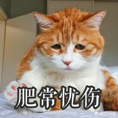 养猫的坏处有哪些，把猫一直关在室内有哪些不好的地方