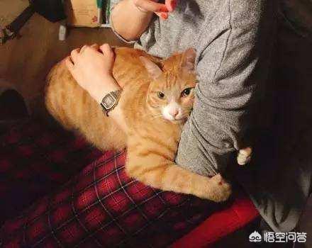 家里没有阳台养猫好吗:家里养猫，住高楼层，需要注意什么？