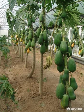 头条问答 木瓜得了图中这种病 传播速度很快 农户损失惨重 怎么治 瓜农娟姐的回答 0赞