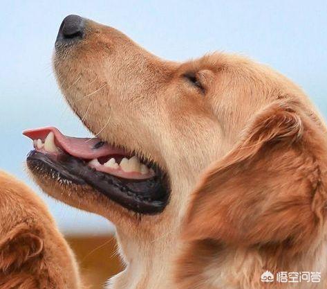 狗狗心事电子书全集:很多养狗的都说，再不养狗了，心事太多，为什么？