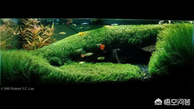 水草能在火山石生长么?:草缸可以先放水草泥种上水草后，在上面再去铺一层底砂吗？