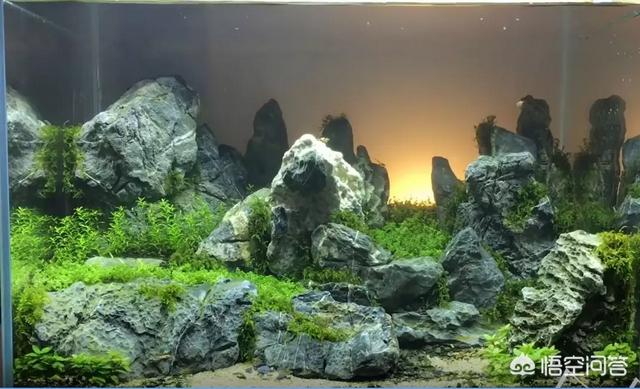 水草能在火山石生长么?:草缸可以先放水草泥种上水草后，在上面再去铺一层底砂吗？