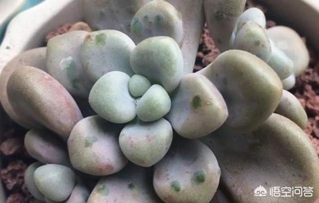 多肉景天科长生草属有哪些植物:多肉长的几种斑该怎么区分呢？