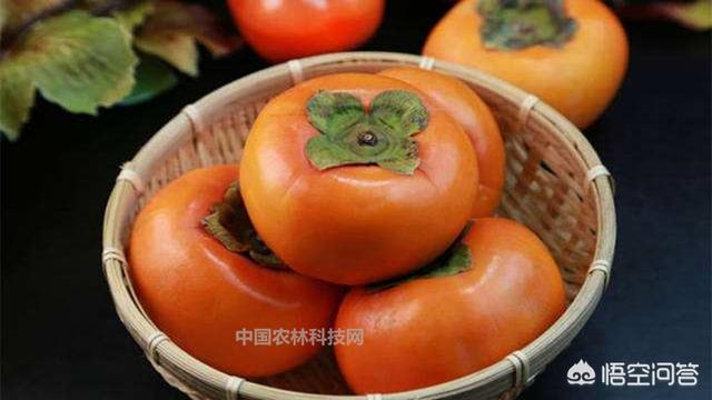 火焰乌贼柿饼:种柿子，晒柿饼，什么品种好？