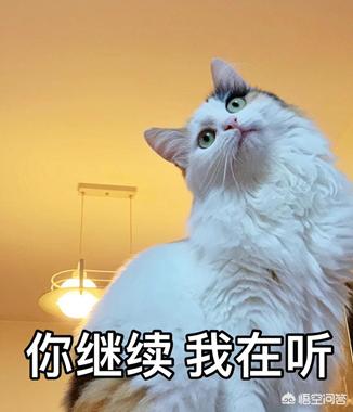 猫的生活习性日记:如果你的猫有一本日记，你觉得里面会有哪些内容？