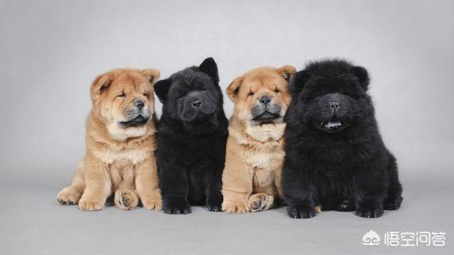松狮好养吗:为什么现在的人都不养松狮犬了？