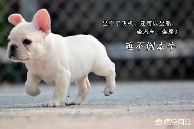 法斗犬能坐飞机吗:有哪些狗狗是不能带上飞机的？带狗狗上飞机需要注意什么？