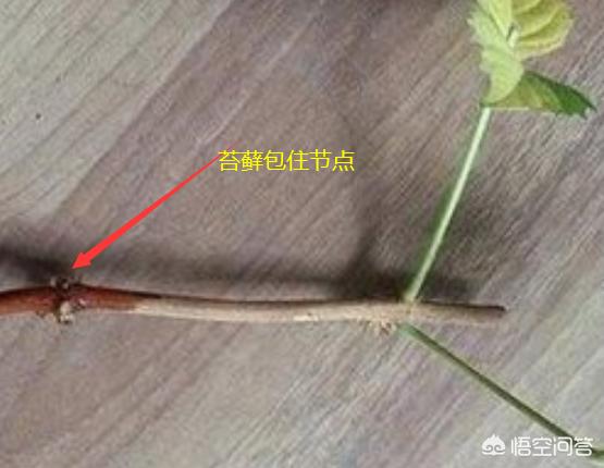 凌霄花与炮仗花的图片:哪些花可以爬墙且花期长？