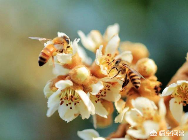 头条问答 枇杷花在多少温度会流蜜 蜂部落的回答 0赞