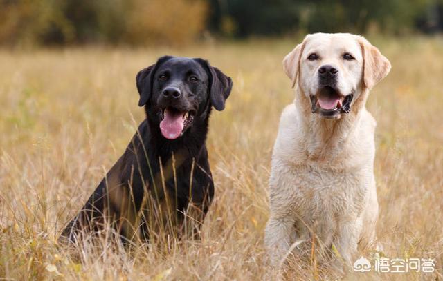 优质的拉布拉多犬性格特征有哪些:养拉布拉多犬该注意哪些 黑色拉布拉多犬有什么优势，值得养吗？