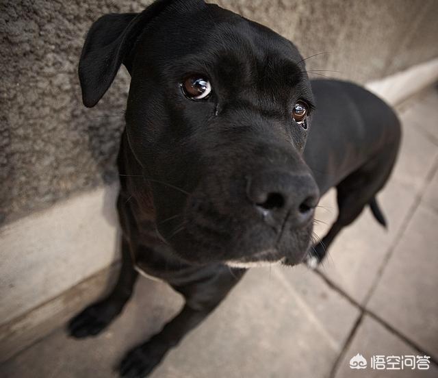 优质的拉布拉多犬性格特征有哪些:养拉布拉多犬该注意哪些 黑色拉布拉多犬有什么优势，值得养吗？