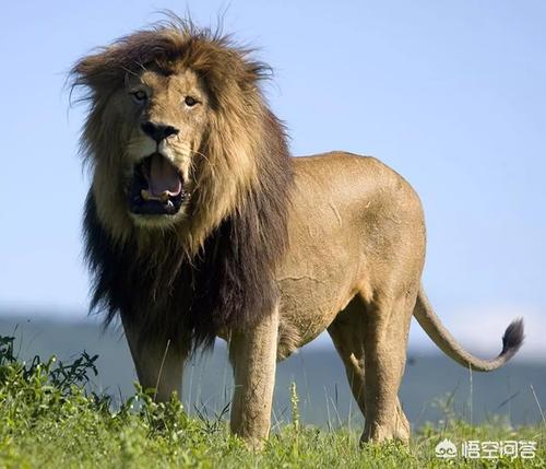 非洲雄狮对战东北虎,谁会获胜?