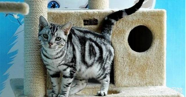 美国短毛猫图片:选纯种猫你是选英国短毛猫还是美国短毛猫、还是布偶猫呢？