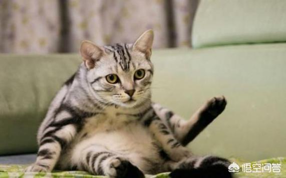 美国短毛猫图片:选纯种猫你是选英国短毛猫还是美国短毛猫、还是布偶猫呢？