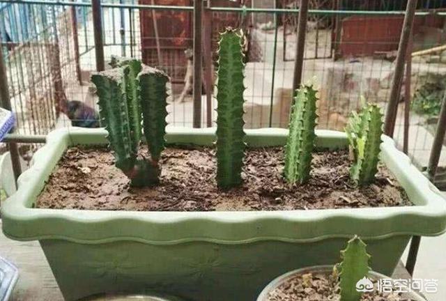 巴西龙骨受冻图片:请各位老师看看我的龙骨截顶后，一个多月了不发芽？