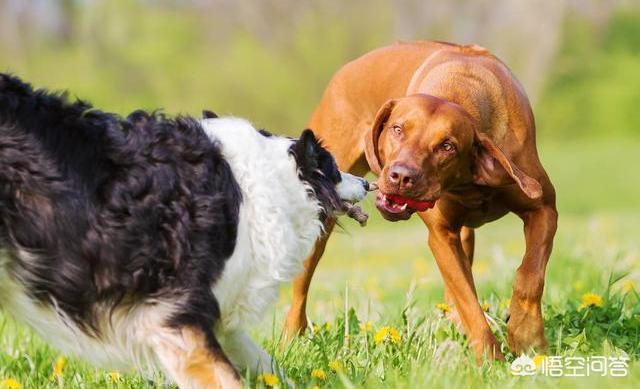 阿根廷杜高咬人吗:犬界中，咬合力最厉害的前10名都有谁？