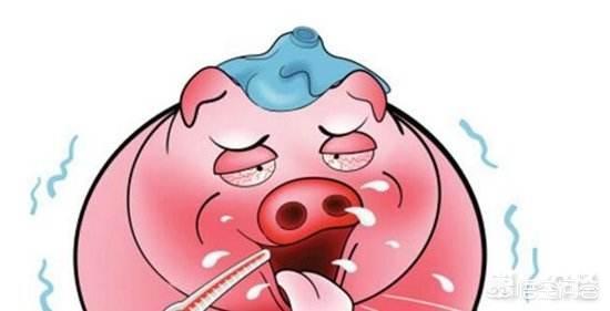 百度一下猪的正常体温是多少度:请问一下仔猪的正常体温是多少度？