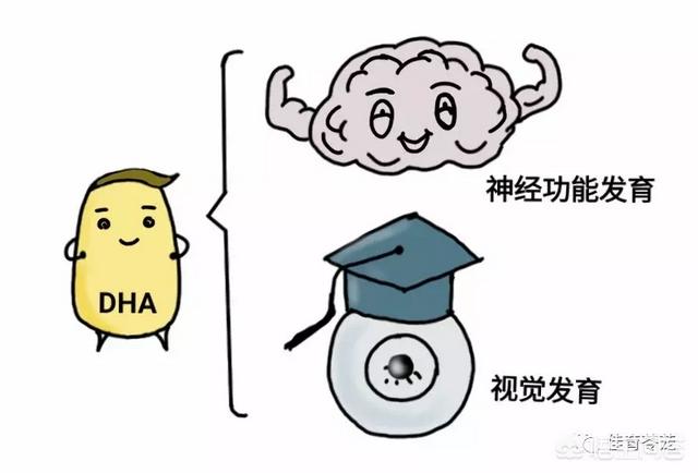 超乳改造乳怀孕网站:女人怀孕期间吃DHN真的有作用吗？