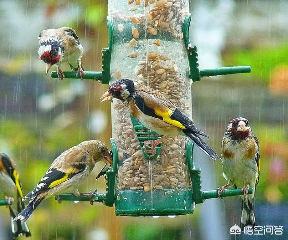 树叶拼的鸟类图片:下大雨时鸟类都躲藏在哪里？比如麻雀，喜鹊都是如何避雨的？