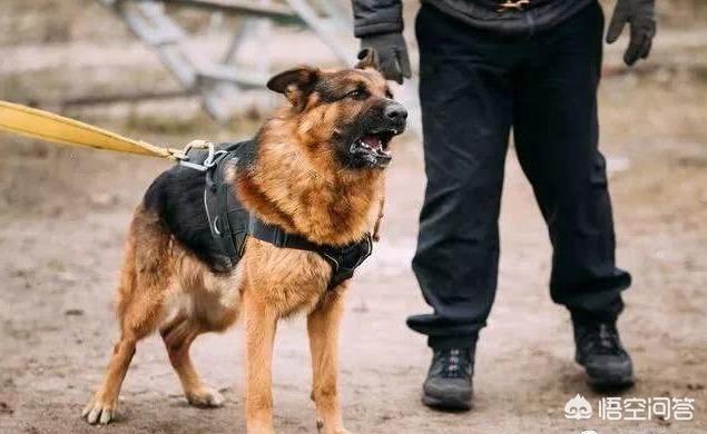 德国洛威犬图片:为什么德牧被禁养了以后，还有很多人喜欢饲养？