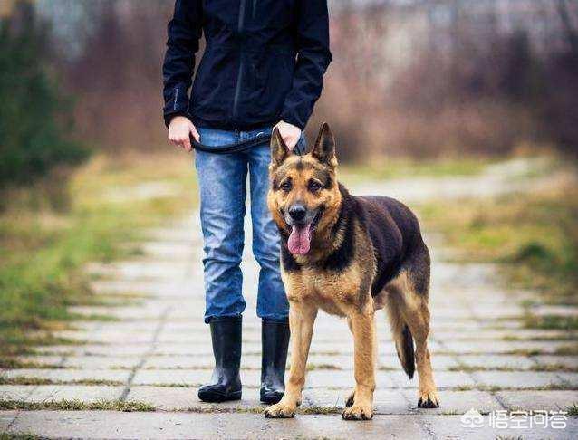 德国洛威犬图片:为什么德牧被禁养了以后，还有很多人喜欢饲养？