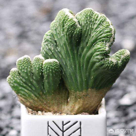 花卉麒麟掌:麒麟掌的养殖方法是什么？