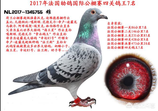 楚雄太阳鸟赛鸽中心:饲养赛鸽，养“太阳鸟”比赛合适吗？