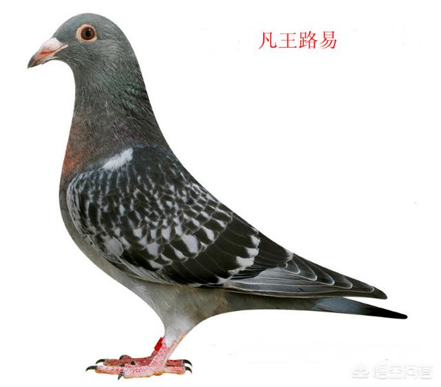 楚雄太阳鸟赛鸽中心:饲养赛鸽，养“太阳鸟”比赛合适吗？