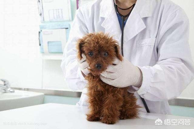 狗狗宠物医院小游戏:为什么宠物医生让我们每年带狗狗去医院做一次体检？