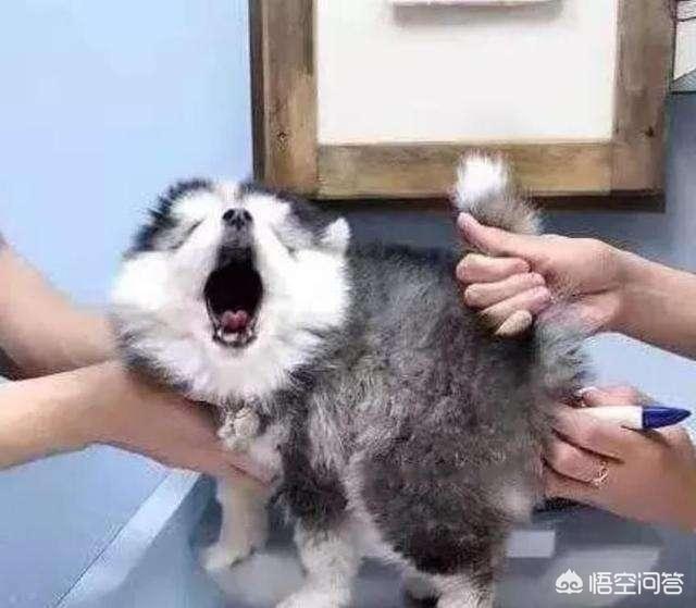 狗狗宠物医院小游戏:为什么宠物医生让我们每年带狗狗去医院做一次体检？