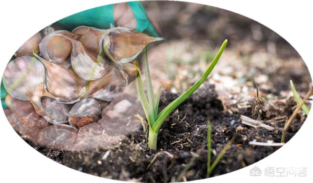 头条问答 - 何为大蒜的花芽,鳞芽分化期?(1个回答)