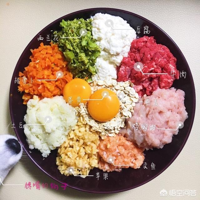 我做母狗的经历:对狗狗实施安乐死，狗狗真的安乐吗？狗狗会痛苦吗？