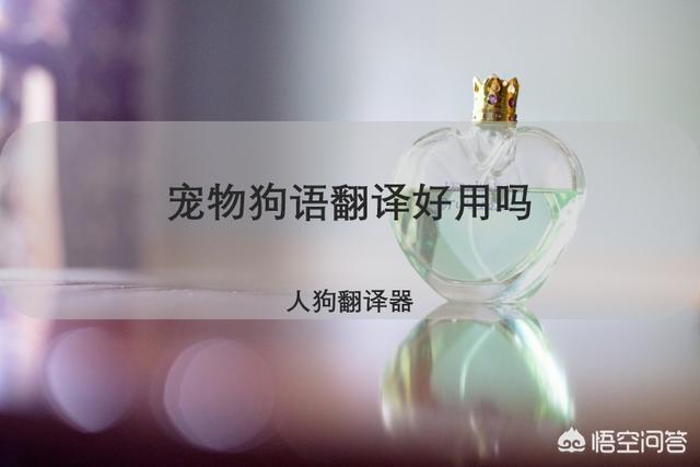 狗语翻译器效果如何:有没有什么软件可以翻译狗声？