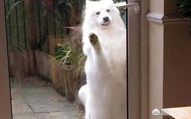 斑点狗好养吗聪明吗:怎么看一只狗狗聪不聪明？