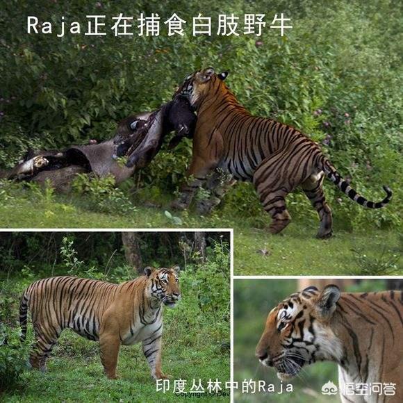 海狸鼠的食物:海灵鼠的生活习性和饲养密度有没朋友知道，求解，谢谢？