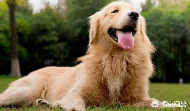 金毛犬性格好不好:金毛能当警犬吗，为什么？ 金毛犬好不好养