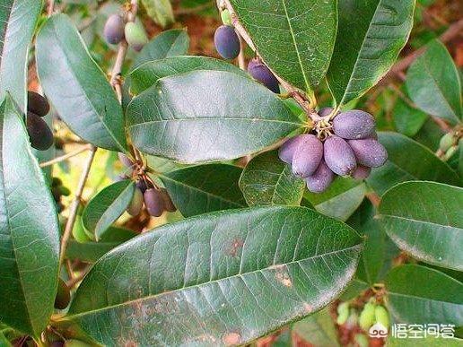 桂花树种子:桂花树种子采收后怎么播种？发芽后能开花吗？要几年才能开花？
