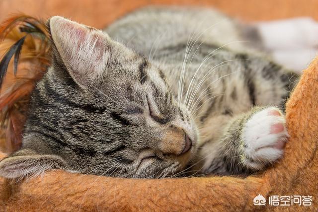 小猫跳出来轻轻咬一下腿就跑:猫咪总是半夜跑酷怎么办？