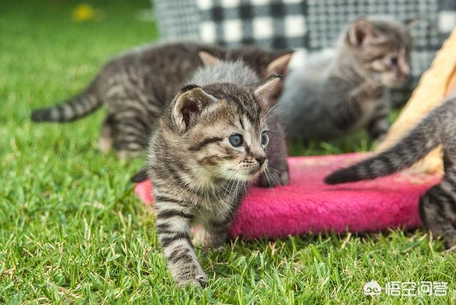 小猫跳出来轻轻咬一下腿就跑:猫咪总是半夜跑酷怎么办？