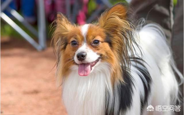 蝴蝶犬会看家吗:为什么说养狗不养蝴蝶犬？