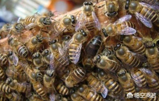 天竺鼠叫声很急促:打开蜂箱蜜蜂叫得厉害是怎么回事？