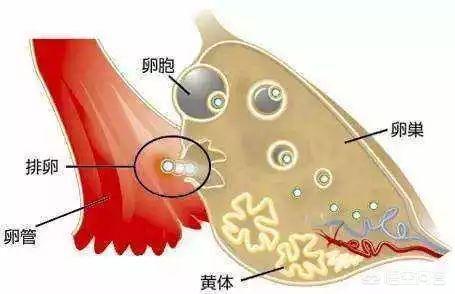 马思纯的早期经历是啥样的，宫颈癌上身，有迹可循！出现哪3个早期症状，女性就该早做检查