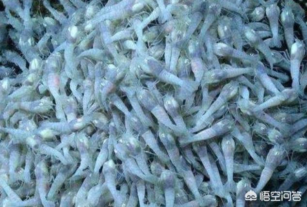 奇特的动物:你见过哪些奇怪的动物或者从来不认识的生物