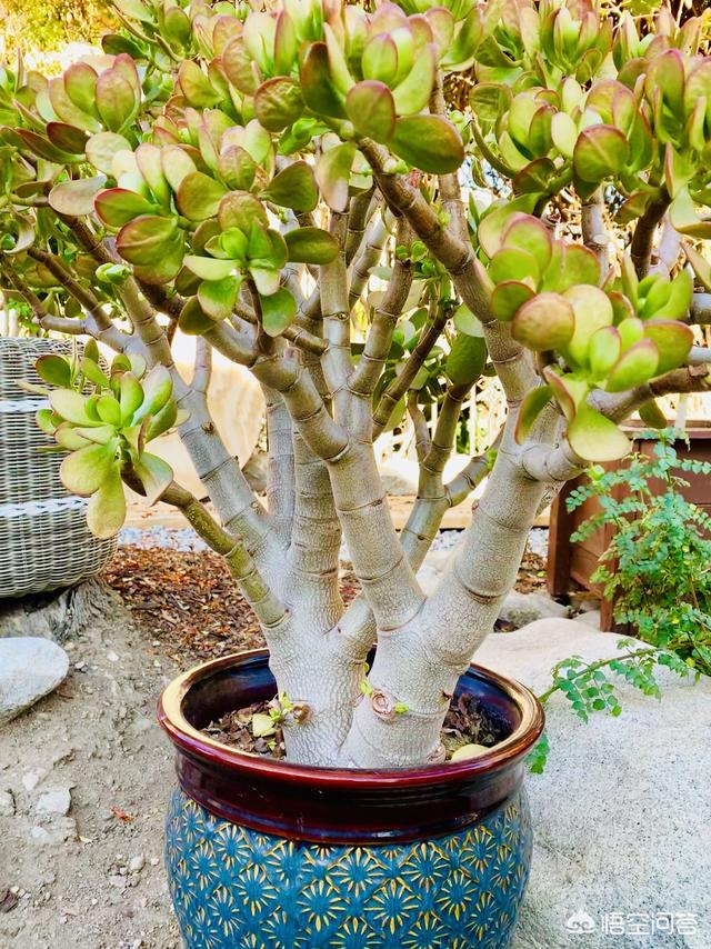 玉树养成盆景的几个技巧，为什么有人养在室内就容易挂掉呢？插图9