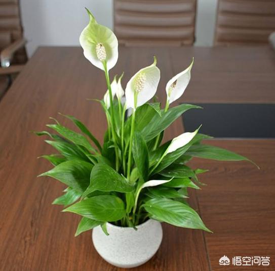 一帆风顺怎么养:一帆风顺冬天变什么样子？怎么养好？