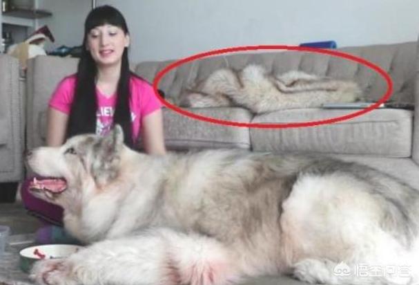 女人和大型狗狗分不开:女生养大型犬有什么好处与坏处吗？