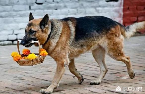 喜乐蒂牧羊犬喜欢什么:喜乐蒂牧羊犬是长什么样子呀 喜乐蒂和苏格兰牧羊犬有什么区别？